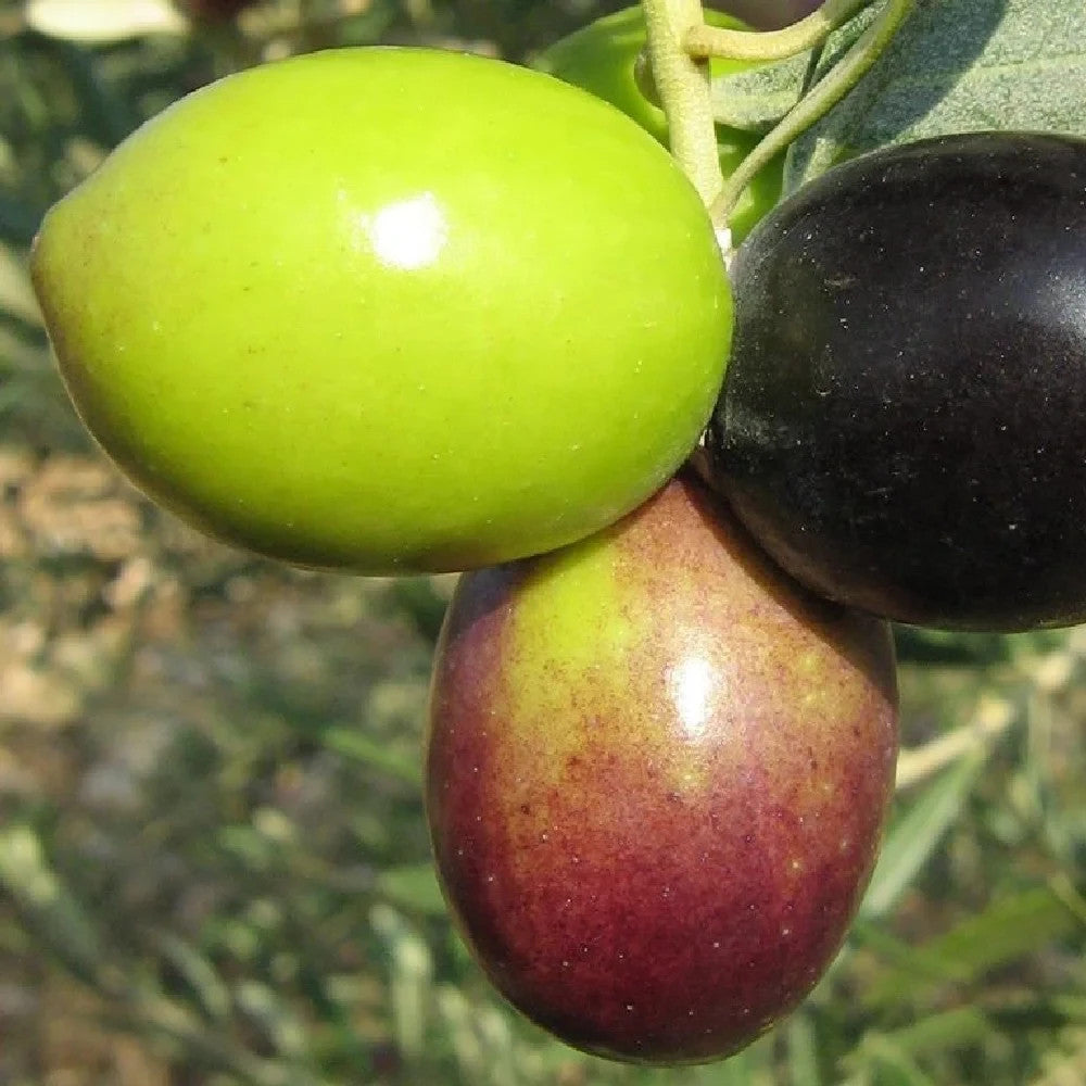 PIANTA DI ULIVO UOVA DI PICCIONE in vaso 20/fitocella età 2/3 anni (foto reali)