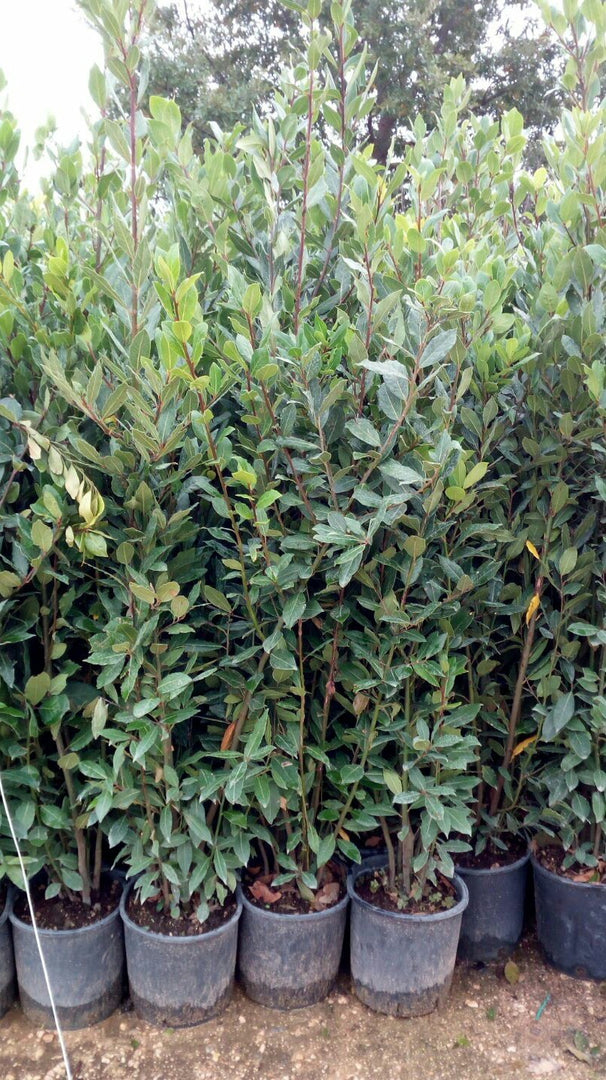 N.12  PIANTE DI ALLORO VASO 24 altezza cm 100/130 cm (foto reali)