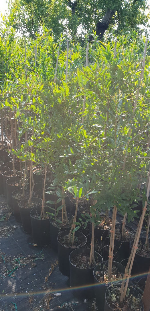N.50 PIANTA DA FRUTTO MELOGRANO ACCO in vaso 20 età 2/3 anni (foto reali)