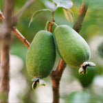 Carica immagine nel visualizzatore Galleria, PIANTA DA FRUTTO FEIJOA in vaso 18 età 2/3 anni