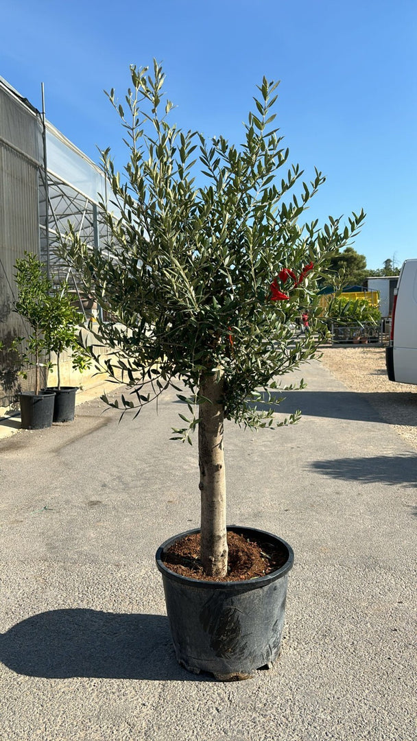 PIANTA DI ULIVO ORNAMENTALE A PALLA IN VASO CM 60 (foto reale)