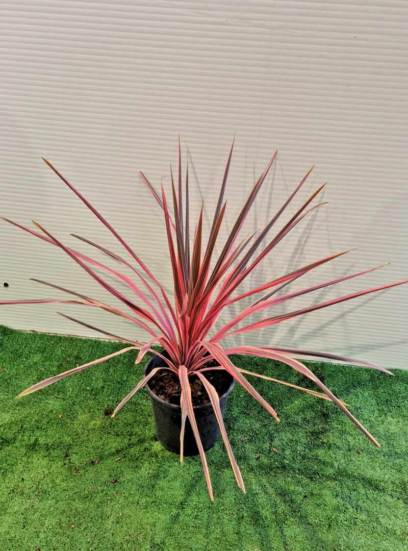 PIANTA DI CORDYLINE AUSTRALIS PINK PASSION in vaso 21 (foto reali)