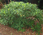 Carica immagine nel visualizzatore Galleria, PIANTA DI EDGEWORTHIA CHRYSANTHA VASO CLT 55 H. 100/125