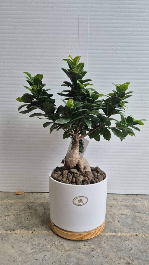 BONSAI DI FICUS GINSENG - Ficus Ginseng