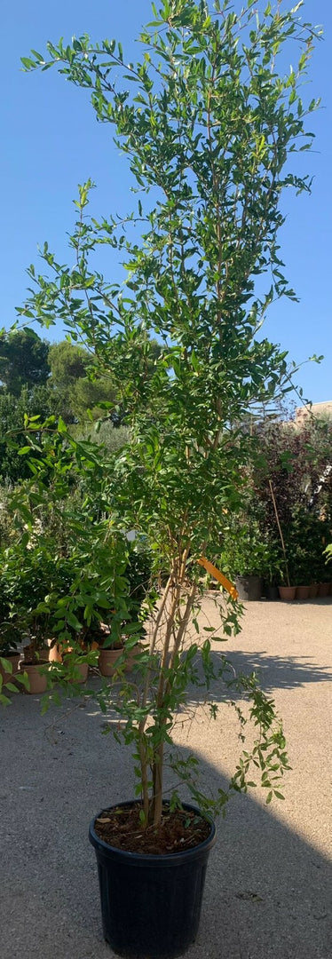 PIANTA DI MELOGRANO "PUNICA GRANATUM" IN VASO 40 CM ALTEZZA 150 CM (foto reale)