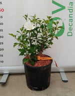 Carica immagine nel visualizzatore Galleria, PIANTA DI HIBISCUS SYRIACUS IN VASO 20 CM VARIETA' MIX