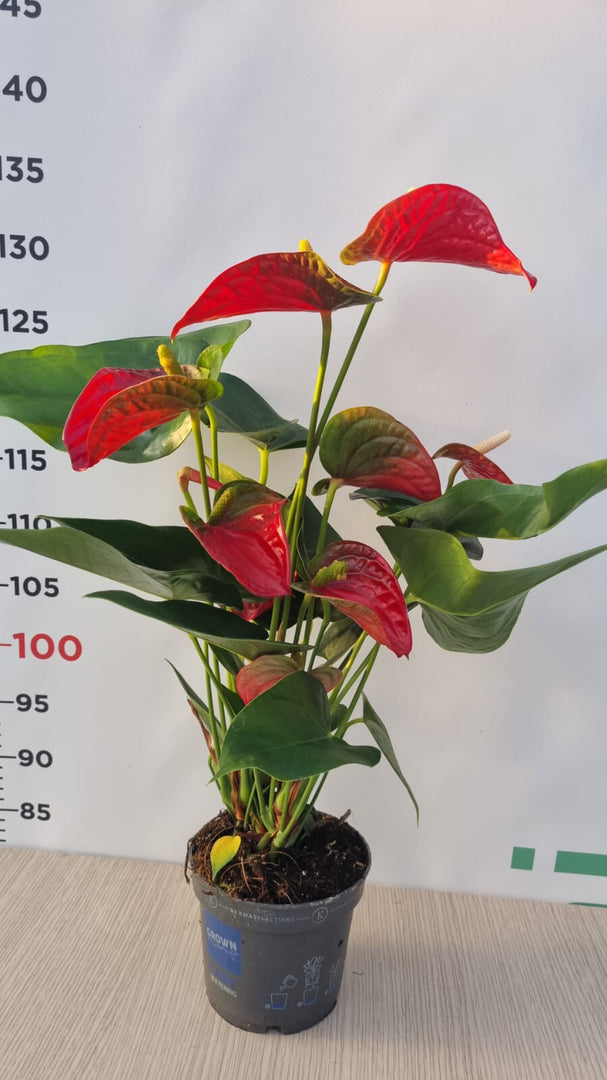 PIANTA DI ANTHURIUM  IN VASO DA 12 cm (foto reale)