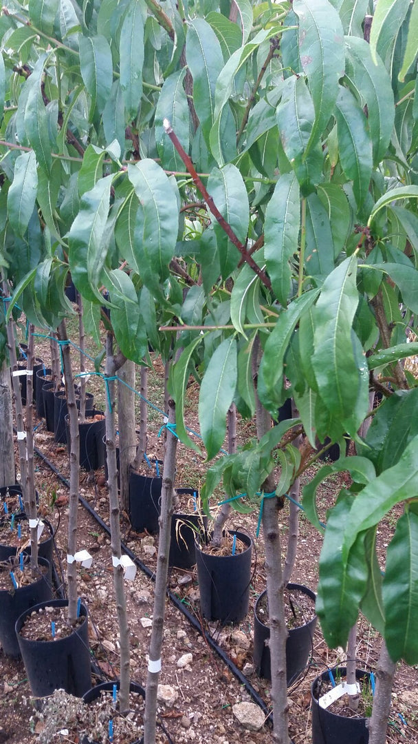 PIANTA DA FRUTTO SUSINO ANGELENO in vaso 20 età 2/3 anni