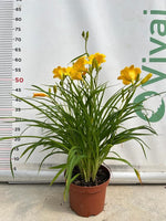 Carica immagine nel visualizzatore Galleria, PIANTA DI HEMEROCALLIS V.18 (foto reale)