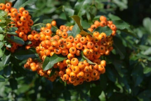 PIANTA DI PIRACANTA A PIRAMIDE ALTEZZA 60/80 CM (FOTO REALI) PYRACANTHA IN VASO