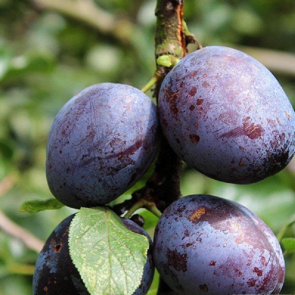 PIANTA DA FRUTTO SUSINO REGINA CLAUDIA VIOLETTA in vaso 20 età 2/3 anni