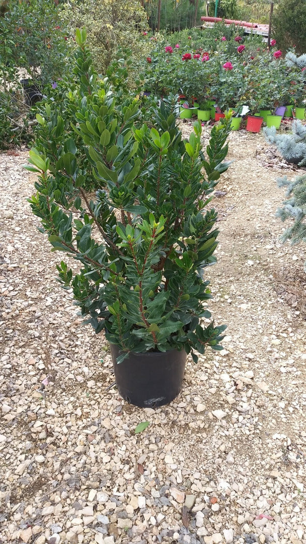 PIANTA DI CORBEZZOLO CESPUGLIO ARBUTUS UNEDO VASO 35  (foto reale)