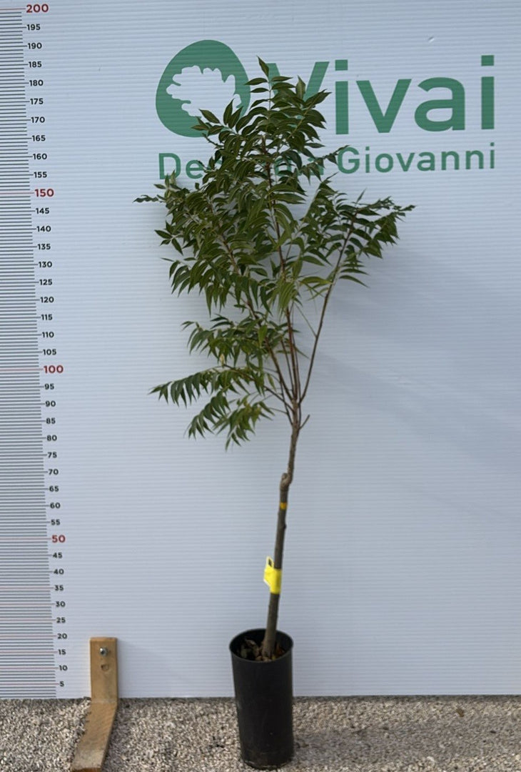 PIANTA DI NOCE PECAN "PAWNEE" INNESTATA AUTOFERTILE H 170/190