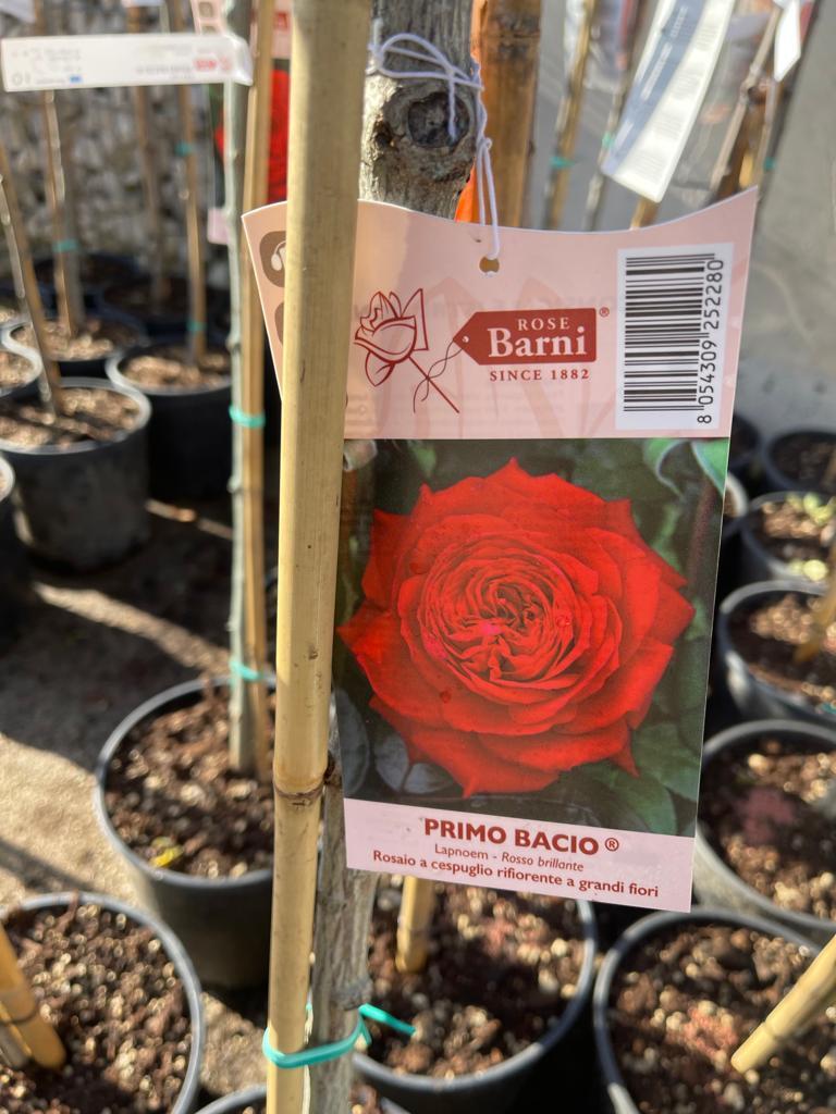 PIANTA DI ROSA ALBERELLO BARNI  VASO BIANCO  COLORI MIX