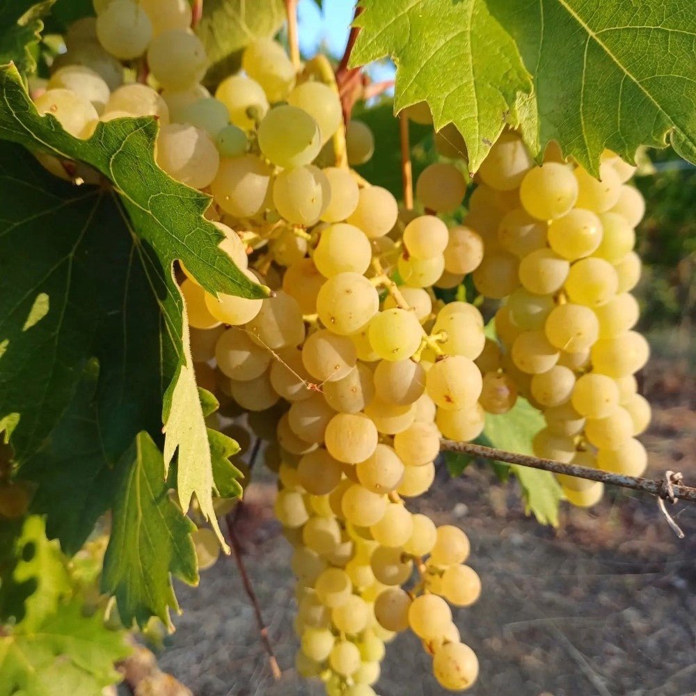 PIANTA DA FRUTTO UVA MALVASIA CANDIA in vaso età 2/3 anni (foto reali)