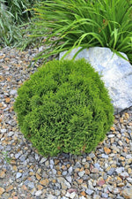 Carica immagine nel visualizzatore Galleria, PIANTA DI CUPRESSOCYPARIS LEYLANDII C.W GOLD PALLA VASO  CLT 35 (foto reali)