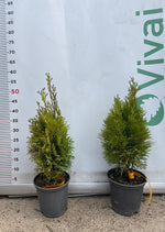 Carica immagine nel visualizzatore Galleria, PIANTA DI THUJA NANA AUREA VASO 17 CM  (foto reale) TUIA ORNAMENTALE