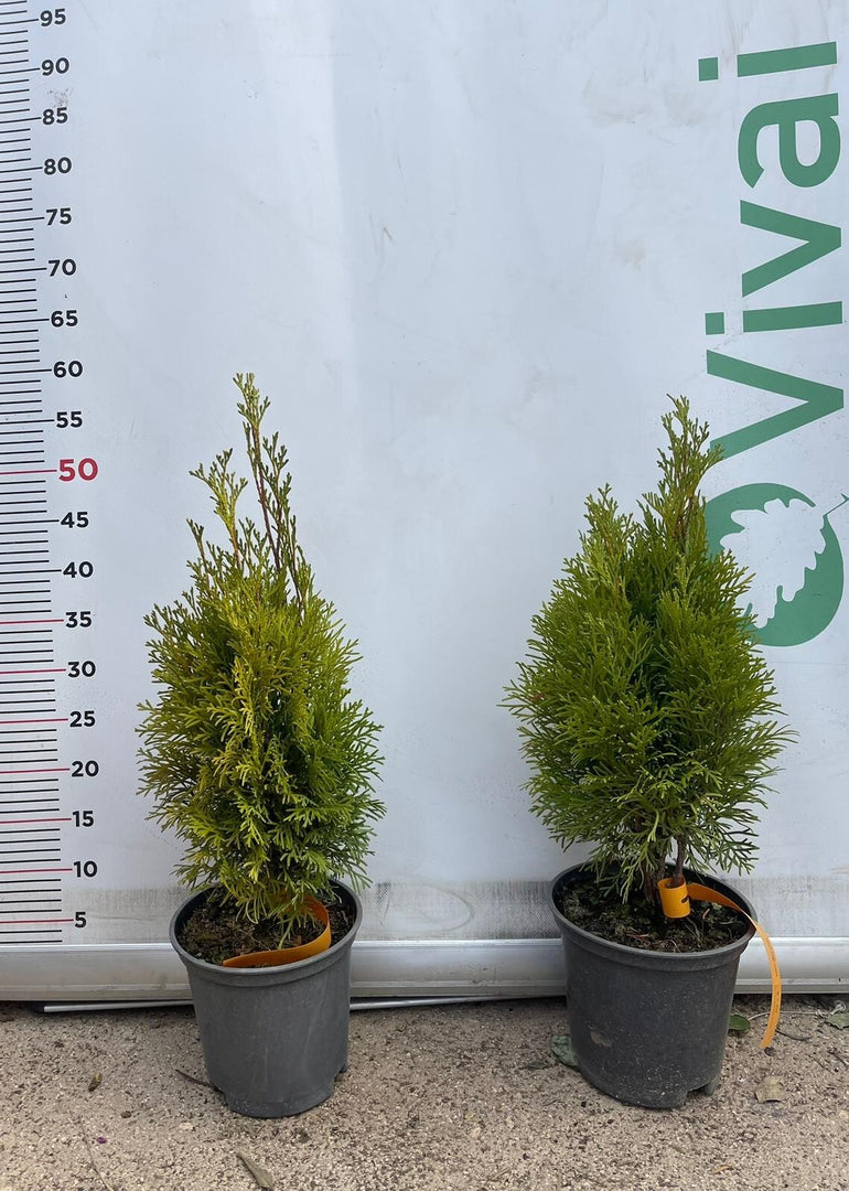 PIANTA DI THUJA NANA AUREA VASO 17 CM  (foto reale) TUIA ORNAMENTALE
