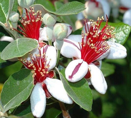 PIANTA DI FEIJOA ACCA SELLOWIANA IN VASO 30 altezza 120/140 cm (foto reali)