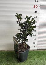 Carica immagine nel visualizzatore Galleria, PIANTA DI ILEX in vaso quadrato (foto reali)