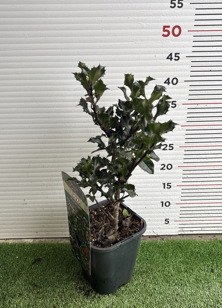 PIANTA DI ILEX in vaso quadrato (foto reali)