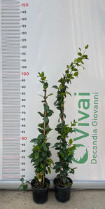 Carica immagine nel visualizzatore Galleria, N.10 PIANTA DI RINCOSPERMUM FALSO GELSOMINO H 100/110 cm VASO 15 CM