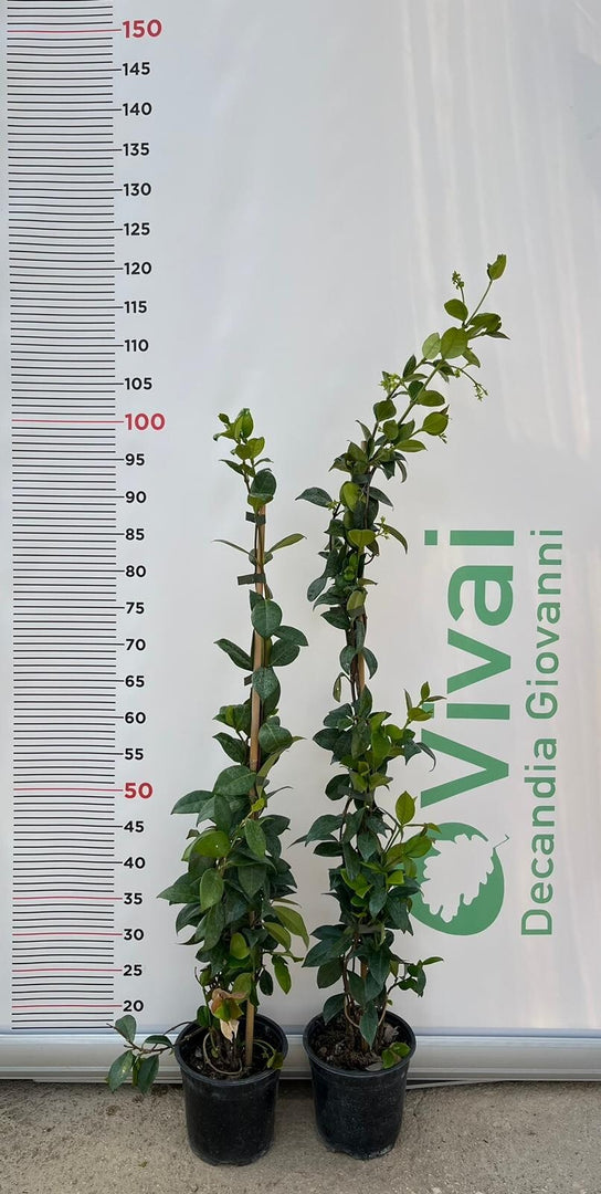 N.10 PIANTA DI RINCOSPERMUM FALSO GELSOMINO H 100/110 cm VASO 15 CM