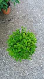 Carica immagine nel visualizzatore Galleria, PIANTA DI BUXUS BOSSO FAULKNER A PALLA vaso cm 24 (foto reale) siepe