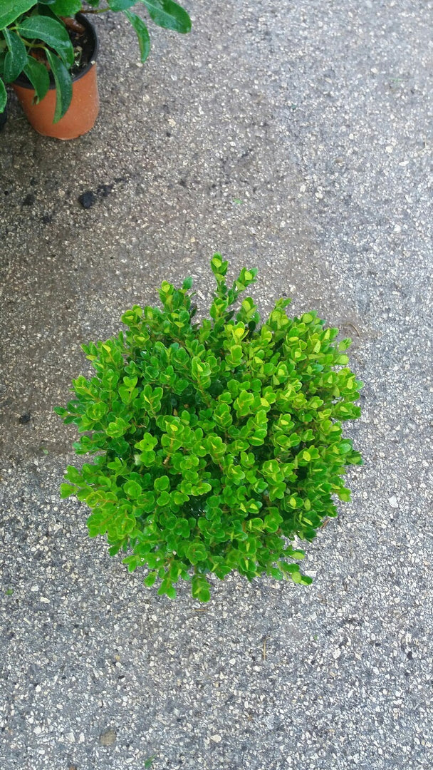PIANTA DI BUXUS BOSSO FAULKNER A PALLA vaso cm 24 (foto reale) siepe
