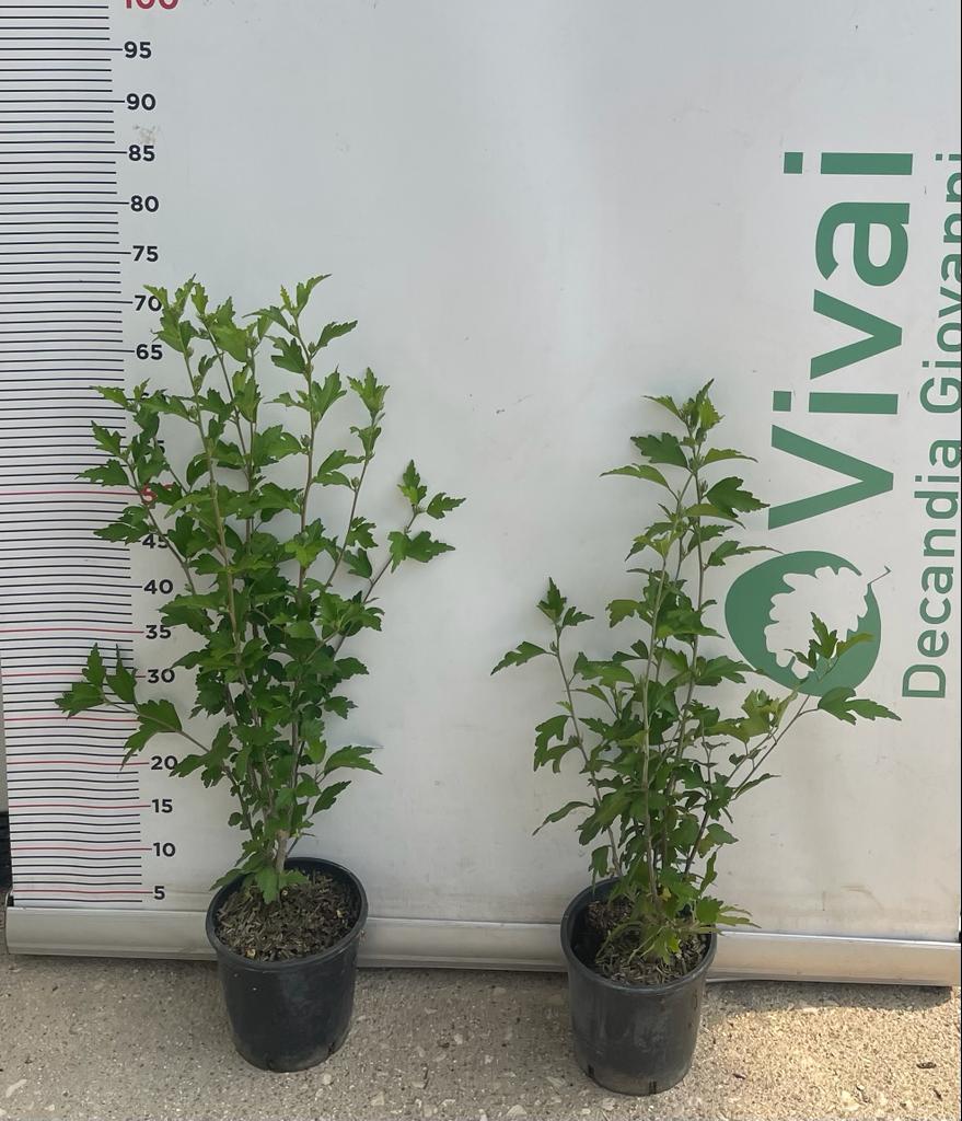 PIANTA DI HIBISCUS SYRIACUS VASO 16 ALTEZZA 30/40 cm COLORI MIX