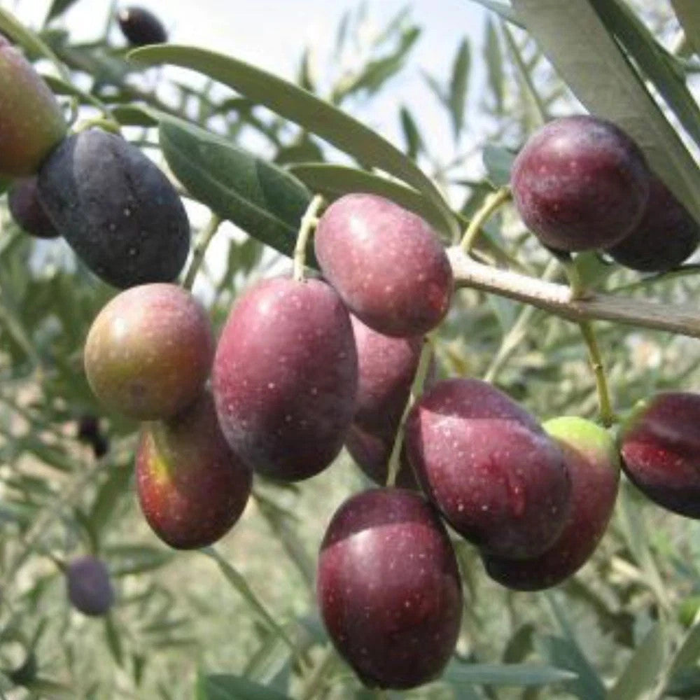 PIANTA DI ULIVO CORATINA in vaso 24 - età 3/4 anni (foto reali)