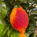 Carica immagine nel visualizzatore Galleria, PIANTA DI LIMONE ROSSO in fitocella - età 2/3 anni