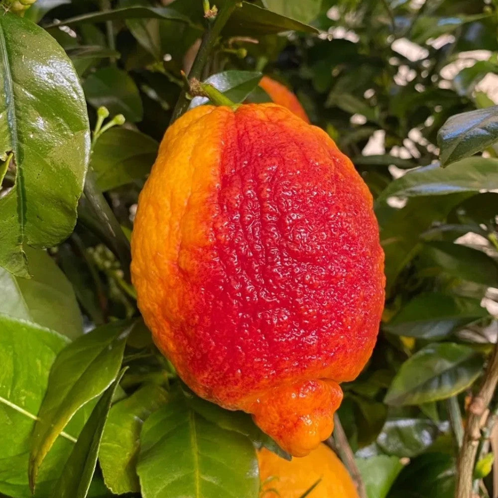 PIANTA DI LIMONE ROSSO in fitocella - età 2/3 anni