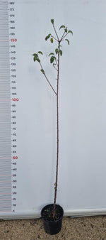 Carica immagine nel visualizzatore Galleria, PIANTA DI PRUNUS MAHALEB IN VASO 18 CM  CILIEGIO CANINO