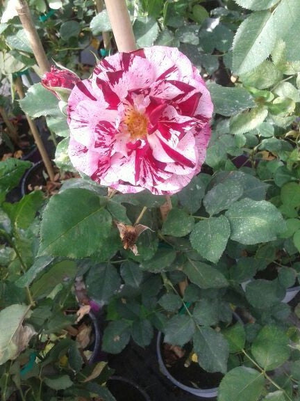 N. 12  PIANTA  DI ROSE A CESPUGLIO IN VASO CM19 (foto reali) colori assortiti