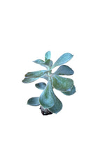 Carica immagine nel visualizzatore Galleria, 10 pezzi di piante grasse Metallica - Echeveria Hybrida IN VASO 10