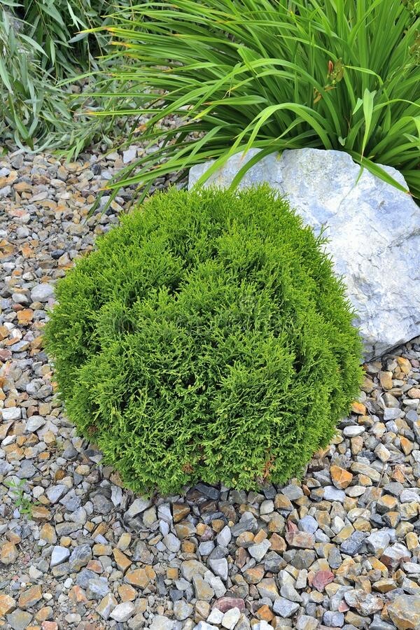 PIANTA DI CUPRESSOCYPARIS LEYLANDII C.W GOLD PALLA VASO CLT 18  (foto reali)