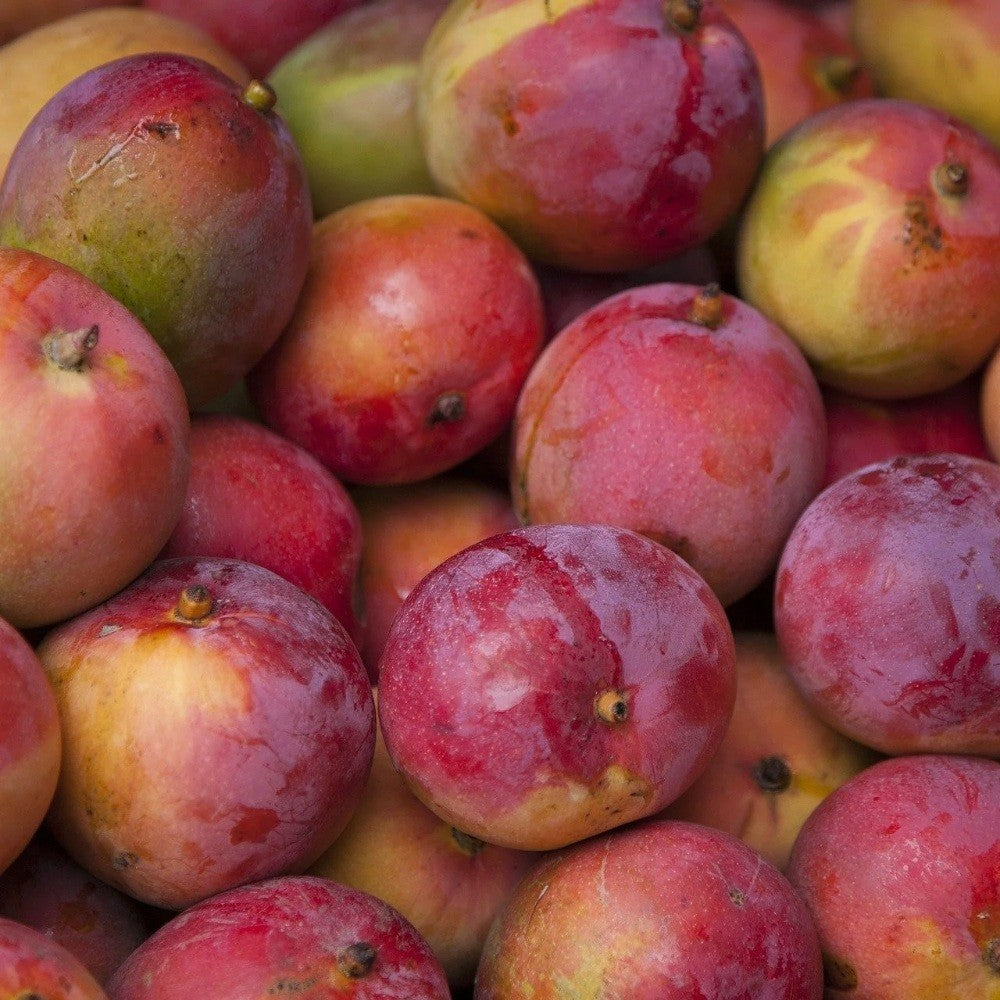 PIANTA DA FRUTTO TROPICALE MANGO SENSATION in vaso 20 età 2/3 anni (foto reali)