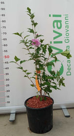 Carica immagine nel visualizzatore Galleria, PIANTA DI HIBISCUS SYRIACUS IN VASO 20 CM VARIETA' MIX