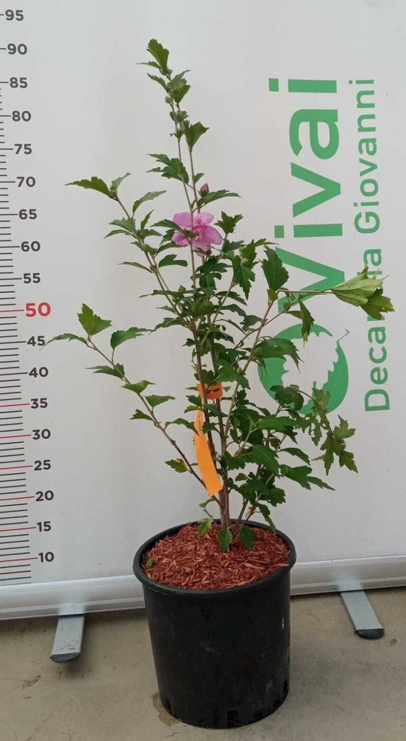 PIANTA DI HIBISCUS SYRIACUS IN VASO 20 CM VARIETA' MIX