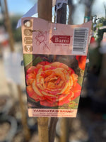 Carica immagine nel visualizzatore Galleria, PIANTA DI ROSA ALBERELLO BARNI  VASO BIANCO  COLORI MIX