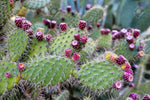 Carica immagine nel visualizzatore Galleria, PIANTA GRASSA FICO D'INDIA  "OPUNTIA FICUS INDICA " IN VASO 17  CM (foto reale)