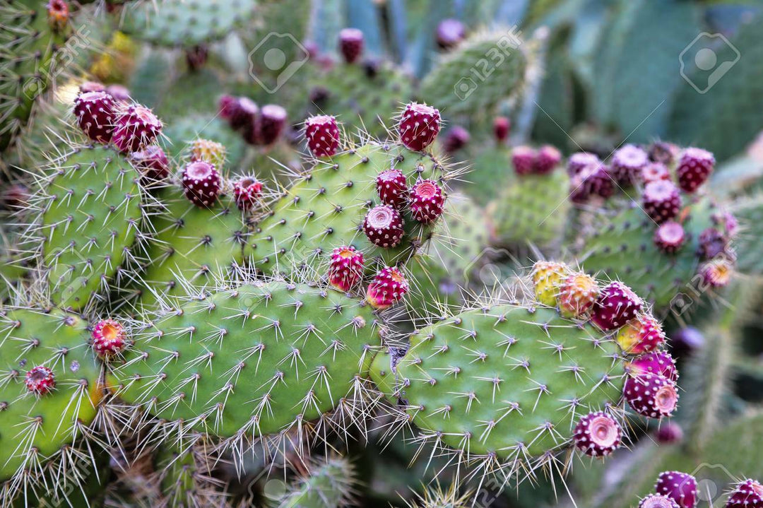 PIANTA GRASSA FICO D'INDIA  "OPUNTIA FICUS INDICA " IN VASO 17  CM (foto reale)