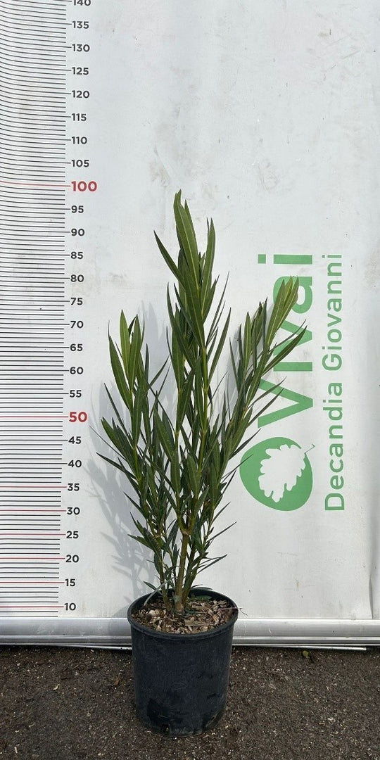 50 Piante di Oleandro V18 H 80/100 cm – Nerium Oleander – Sempreverde Fiorito