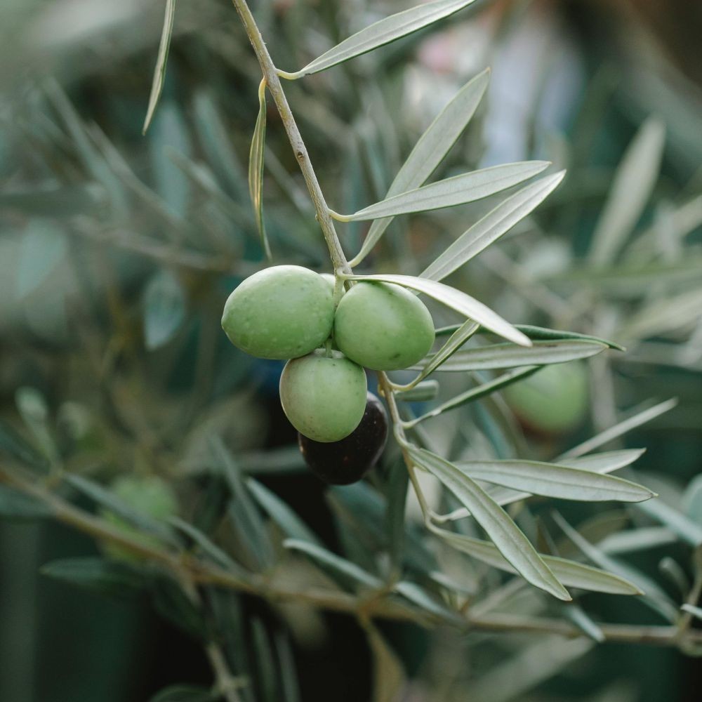PIANTA DI ULIVO ASCOLANA da mensa in vaso 20/fitocella età 2/3 anni