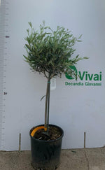 Carica immagine nel visualizzatore Galleria, PIANTA DI ULIVO ALBERELLO ALTEZZA 100/120 CM (foto reali) vaso cm 30