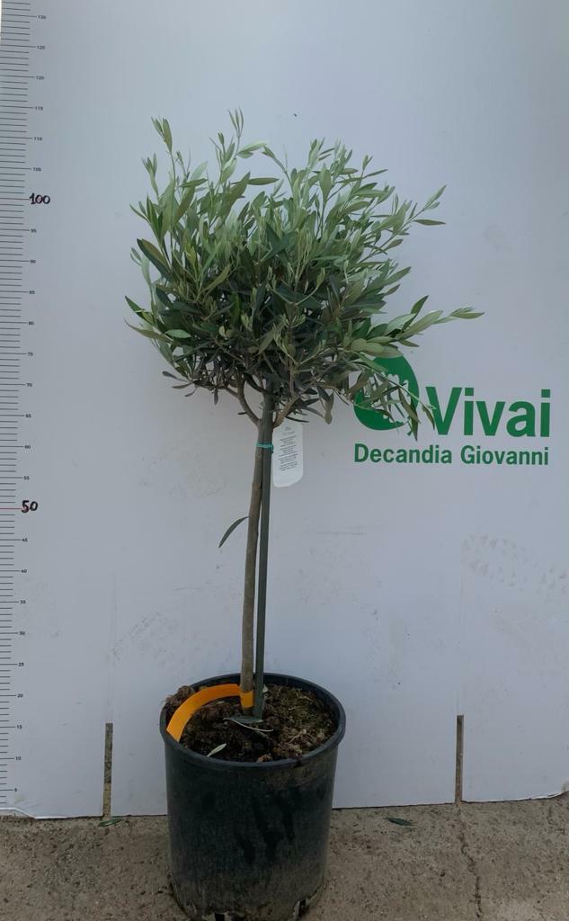 PIANTA DI ULIVO ALBERELLO ALTEZZA 100/120 CM (foto reali) vaso cm 30