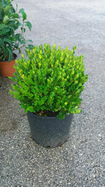 Carica immagine nel visualizzatore Galleria, PIANTA DI BUXUS BOSSO FAULKNER A PALLA vaso cm 24 (foto reale) siepe