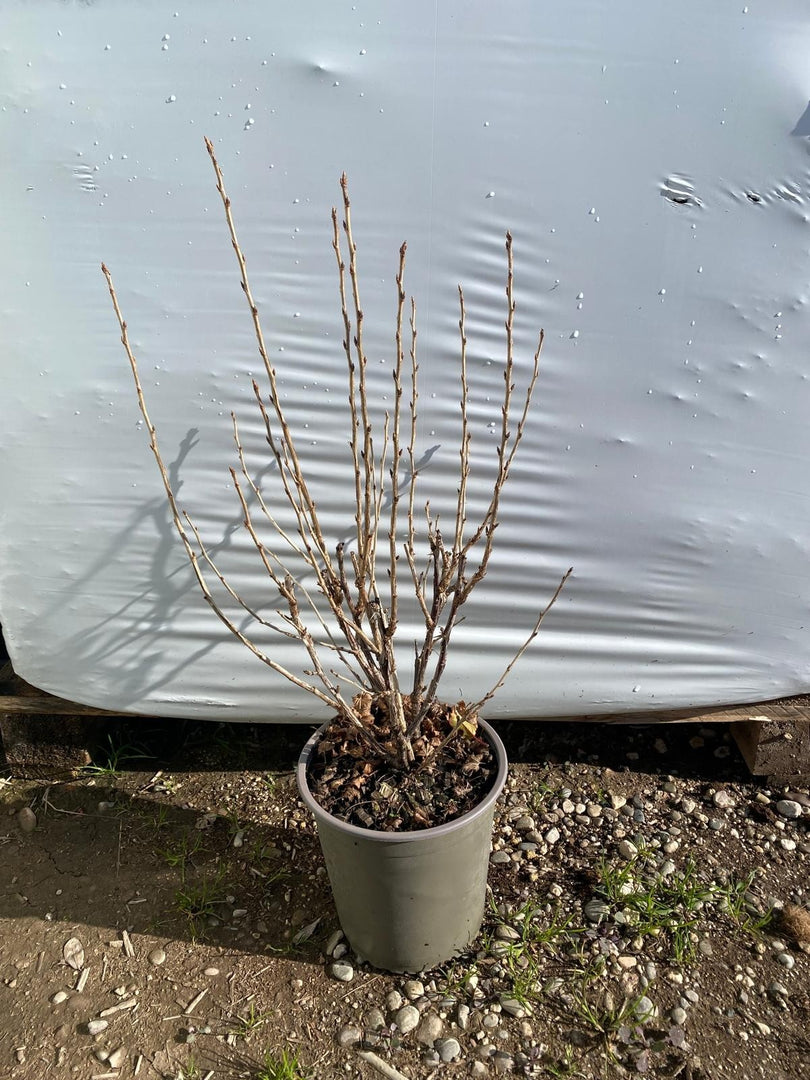 PIANTA DI UVA SPINA ROSSA in vaso 16/18 (foto reali)