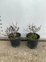 Carica immagine nel visualizzatore Galleria, PIANTA DI BERBERIS THUNBERGII ATROPURPUREA NANA VASO 18 CM